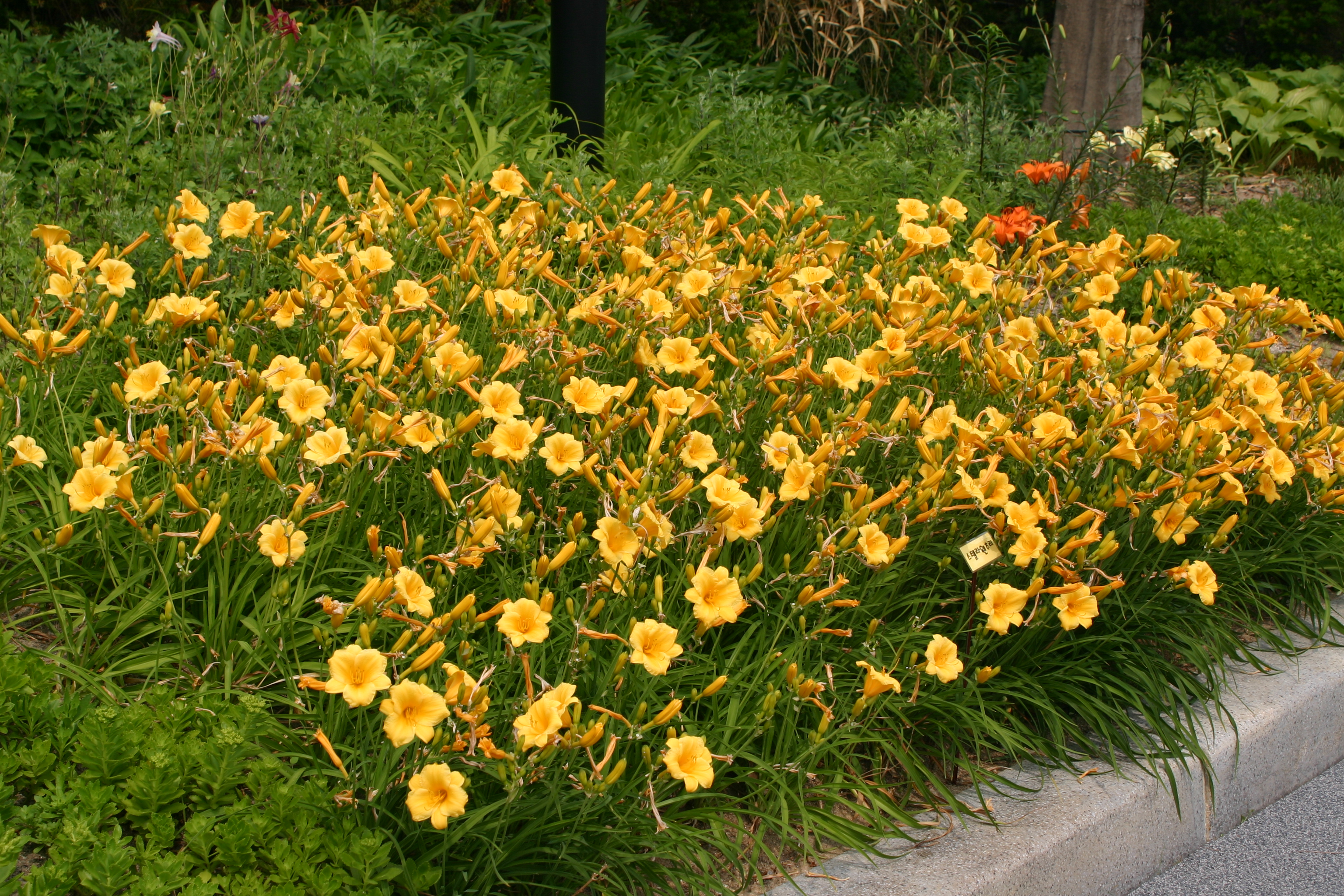 Hemerocallis 'Stella de Oro'